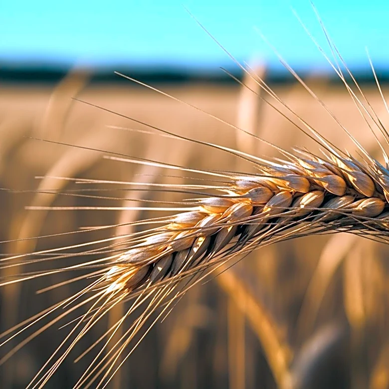 Congresswoman Hinson Applauds House Approval of E15 Bill, Boosting Agriculture