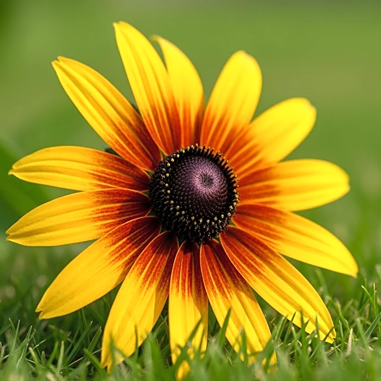 Black-Eyed Susan Day at Laurel Park Marks Start of Preakness Weekend