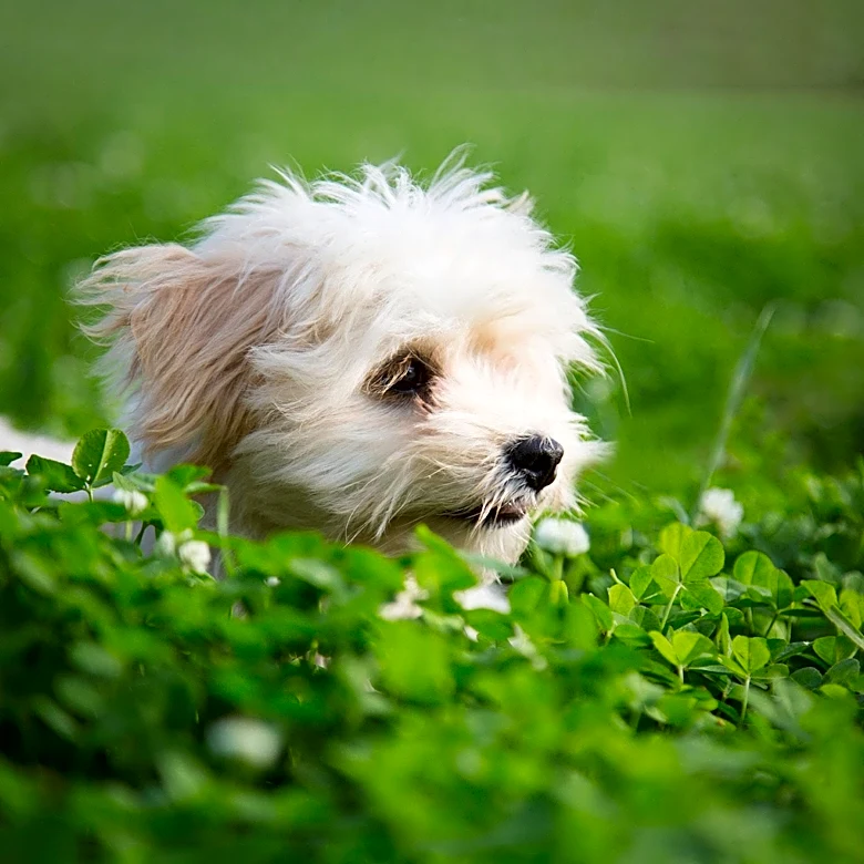 Sakonnet Vineyard Hosts Dog Adoption Event with Lighthouse Animal Shelter
