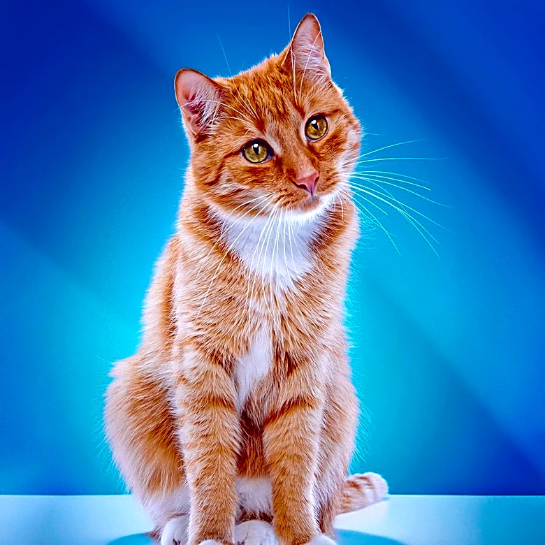 Michigan Humane Highlights Adoption Opportunities with Cat Woman and Mumsey