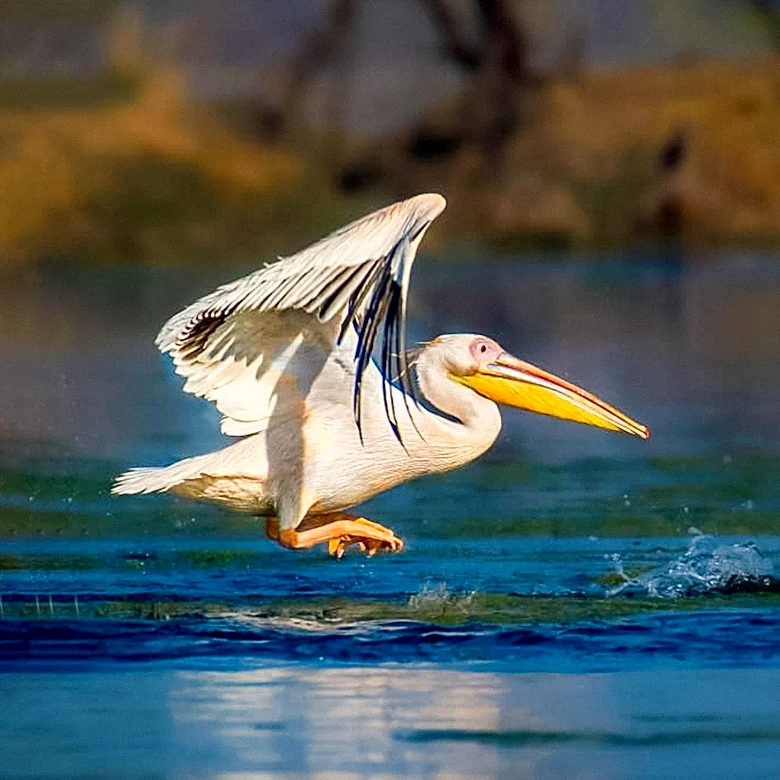 Rockton Hosts 6th Annual Pelican Fest Celebrating Migratory Birds