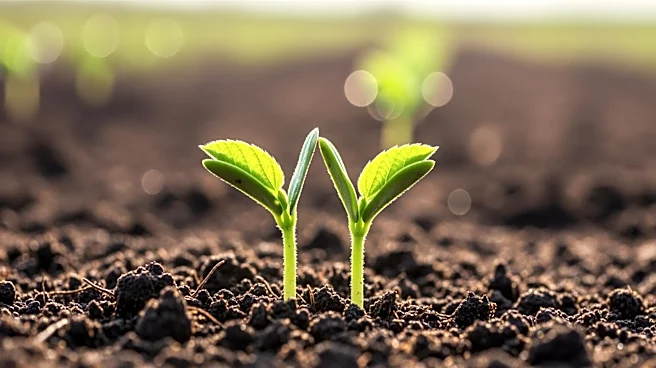 Corteva Agriscience Promotes Early Soybean Planting for Increased Yields