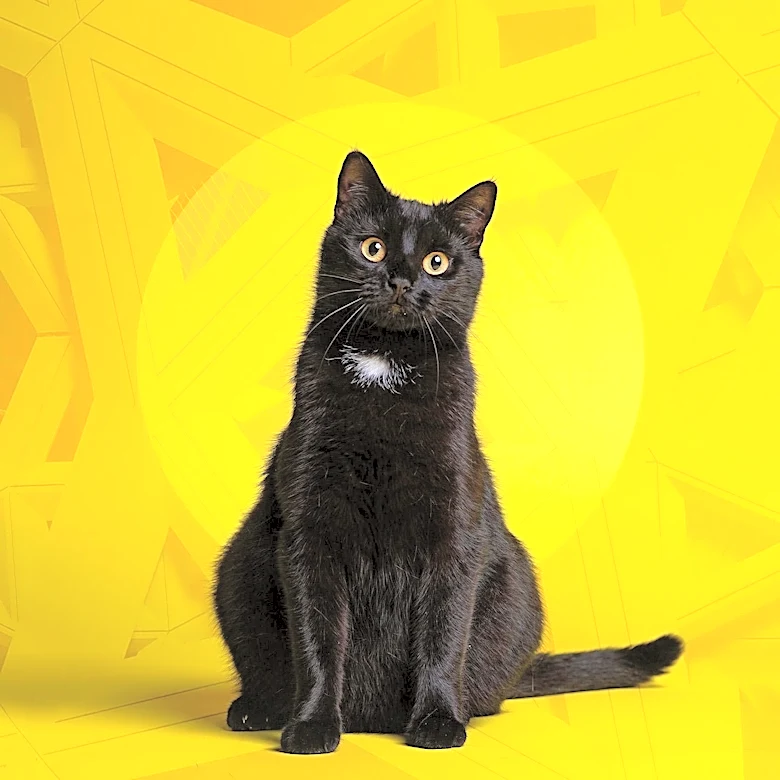 Michigan Humane Promotes Adoption with Cat Woman and Mumsey