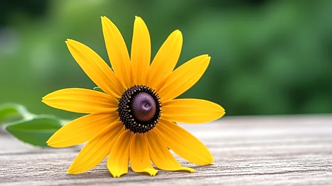 Black-Eyed Susan Day Celebrated at Laurel Park Ahead of Preakness