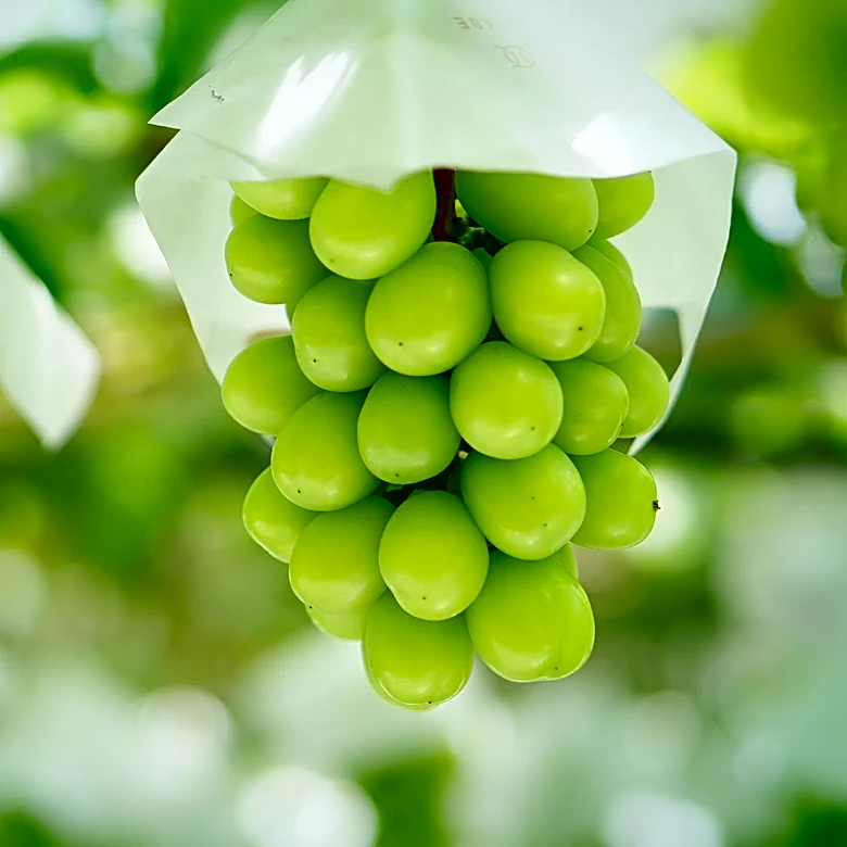 OSU Specialist Hosts Event on Grape Cultivation Techniques at Mollie Spencer Farm