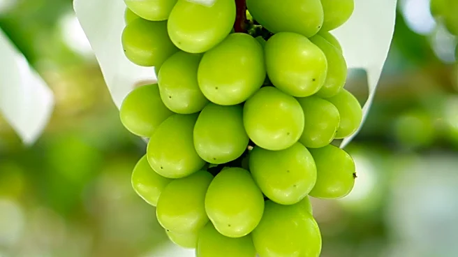 OSU Specialist Hosts Event on Grape Cultivation Techniques at Mollie Spencer Farm