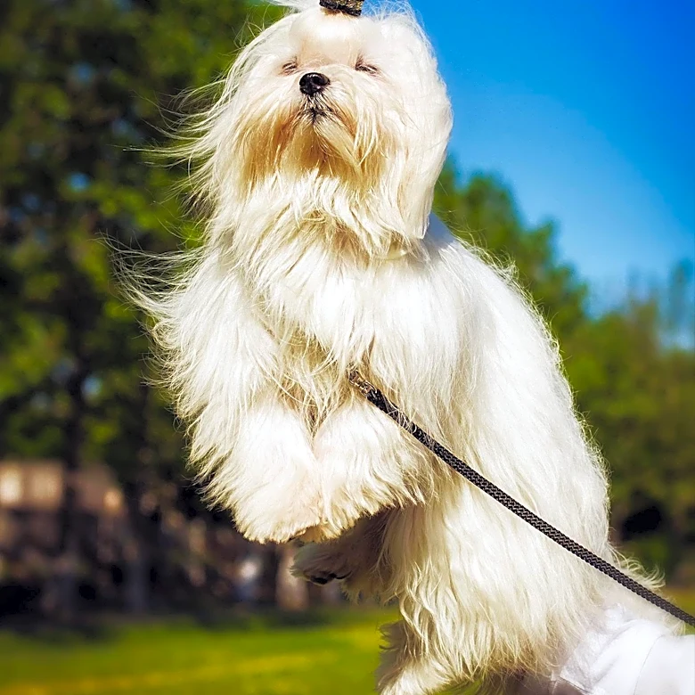 Abilene Kennel Club Hosts Successful Dog Show with Lhasa Apso Winning Best in Show