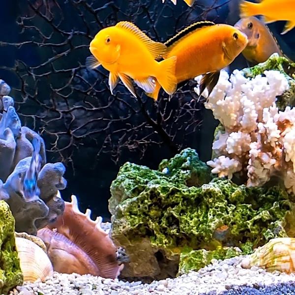 Consumer Reports Evaluates Fish Oil Supplements for Safety and Effectiveness