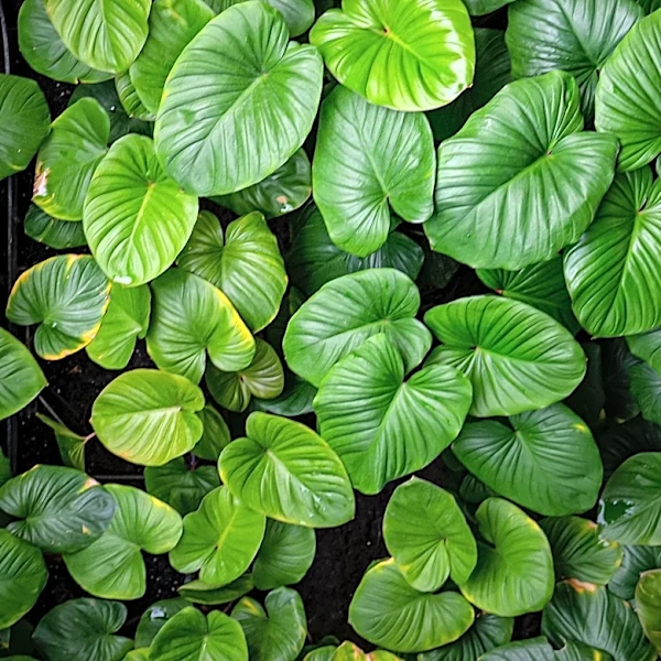 Hostas: A Guide to Thriving Varieties for Your Garden