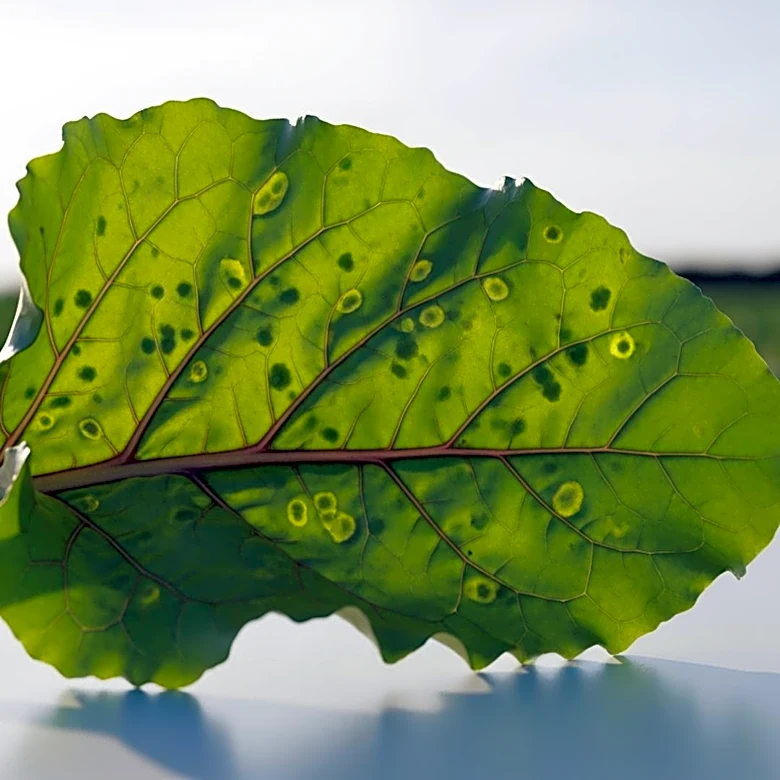Corteva Launches Verpixo Fungicide to Combat Cercospora Leaf Spot in US Sugarbeet Market