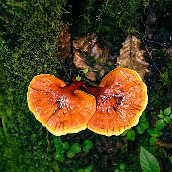 Black Mushroom Hunters Explore Fungi's Role in African Diasporic History