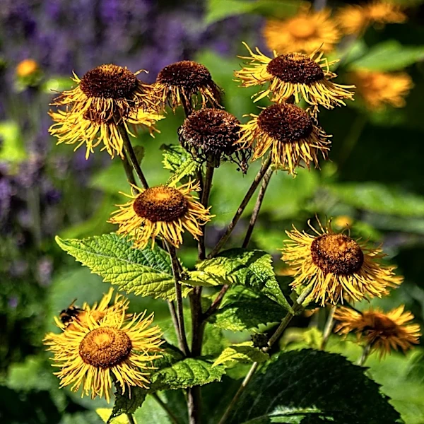 Hostas with Yellow Foliage and Fragrant Flowers Recommended for Sun Tolerance in Gardens
