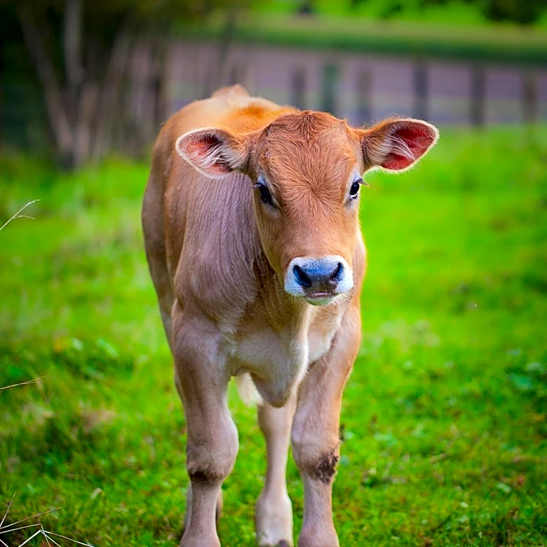 Documentary Highlights Rescue of Two Calves from Slaughter to Sanctuary
