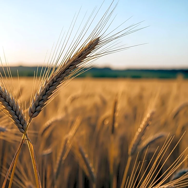 China's $17 Billion Agricultural Purchase Agreement with U.S. to Strengthen Trade Ties