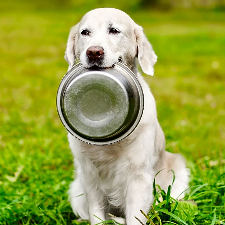 Golden Retriever Caught Stealing Food from Fridge in North Carolina