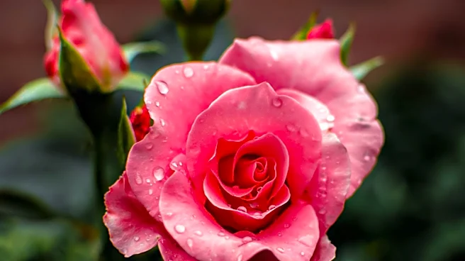 Gardening Enthusiasts Discover Tea Bag Hack to Enhance Rose Growth
