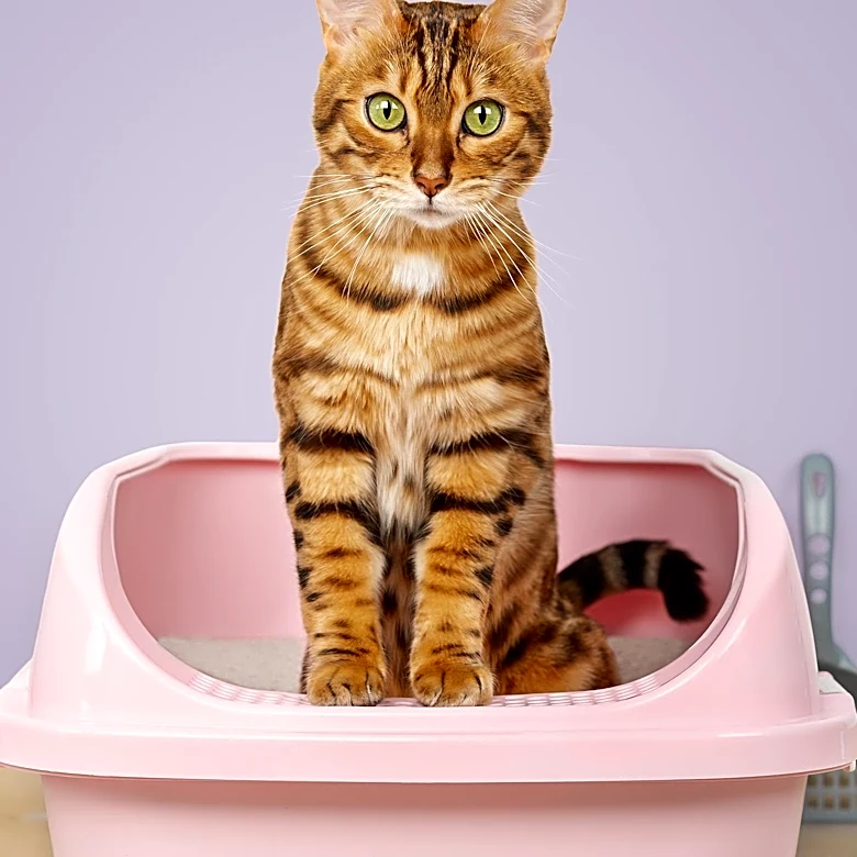 Meowant Launches MW-SC09: A Self-Cleaning Cat Litter Box for Modern Pet Owners