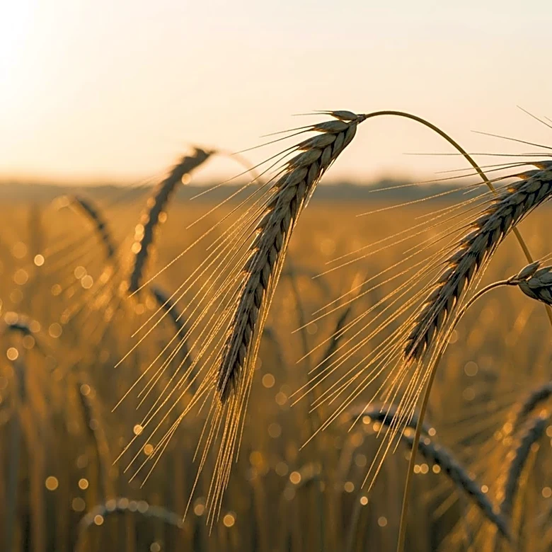 China Agrees to Boost Trade for U.S. Agricultural Products Following Trump-Xi Summit