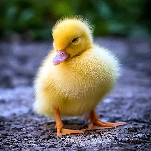 WBZ-TV's Lisa Hughes Rescues Baby Duckling, Offers Animal Rescue Tips
