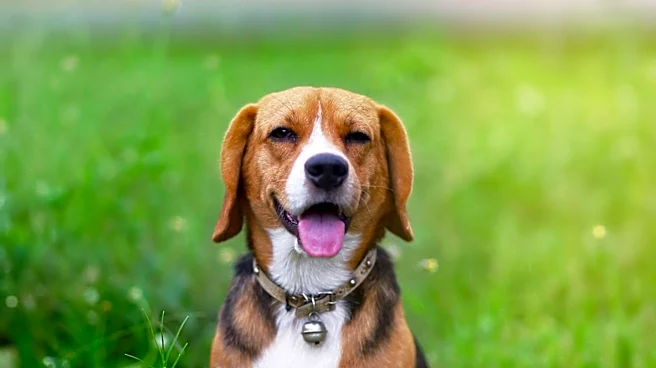 Fi Smart Dog Tracker Collar Offers Enhanced Pet Safety and Monitoring