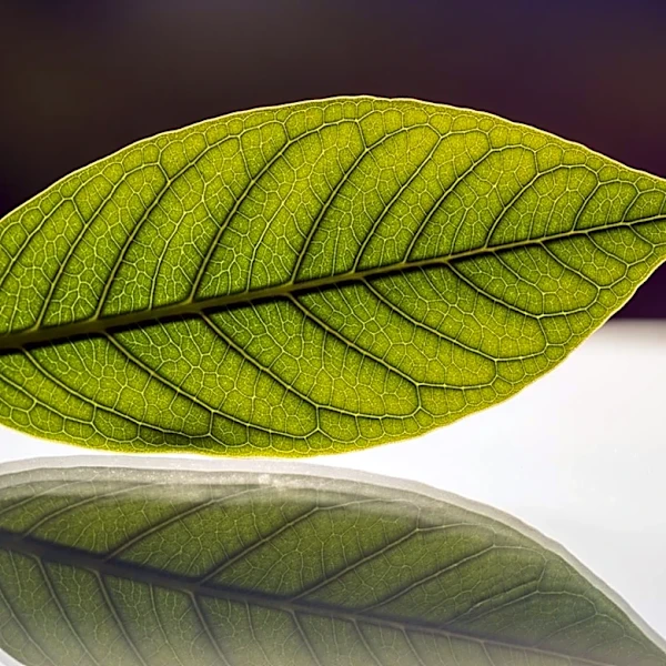 MustGrow Biologics Enhances Market Visibility with New Agreements