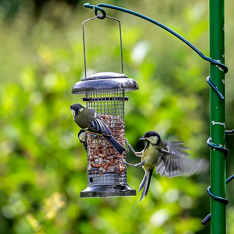 Smart Bird Feeders Revolutionize Backyard Birdwatching with Advanced Features