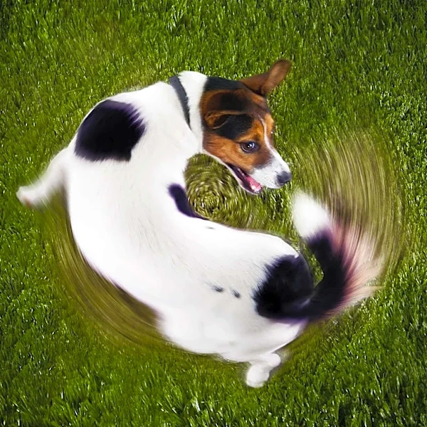Expert Explains Dogs' Kicking Behavior as Communication Method