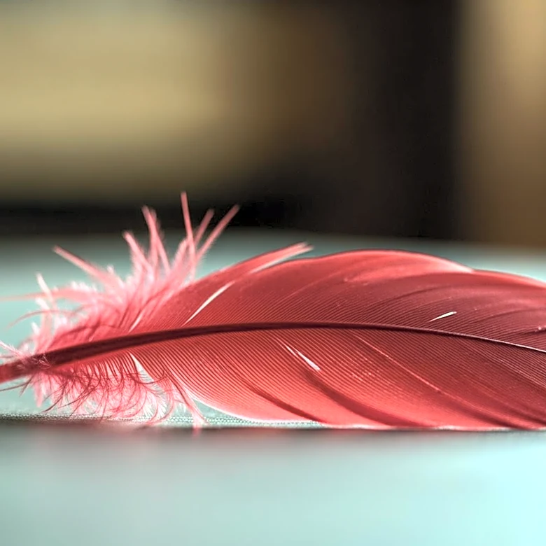 Arizona Cardinals' Name Origin: A Historical Look at the Color-Based Naming