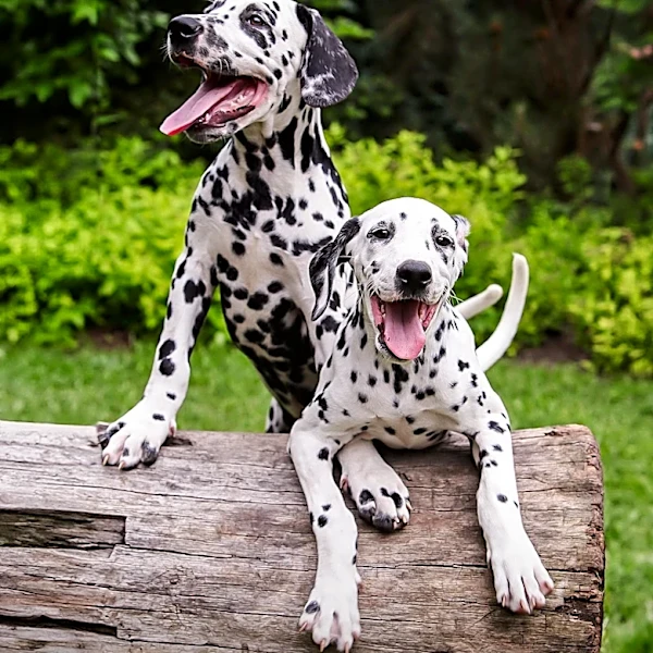 Dalmatian and Staffy Mix Puppy Overcomes Health Challenges with Owner's Care