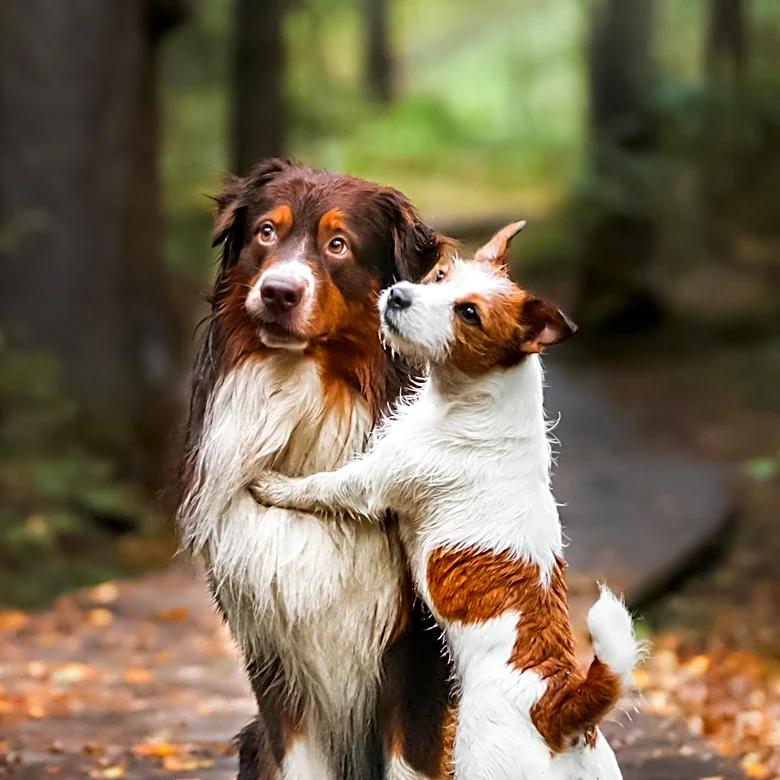 Rescue Dog Reunites with Sibling After Adoption, Delighting Owner and Online Community
