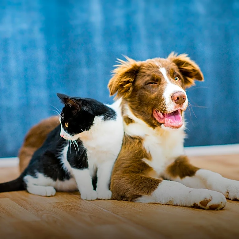 Michigan Humane Promotes Adoption with Panda the Cat and Marina the Dog