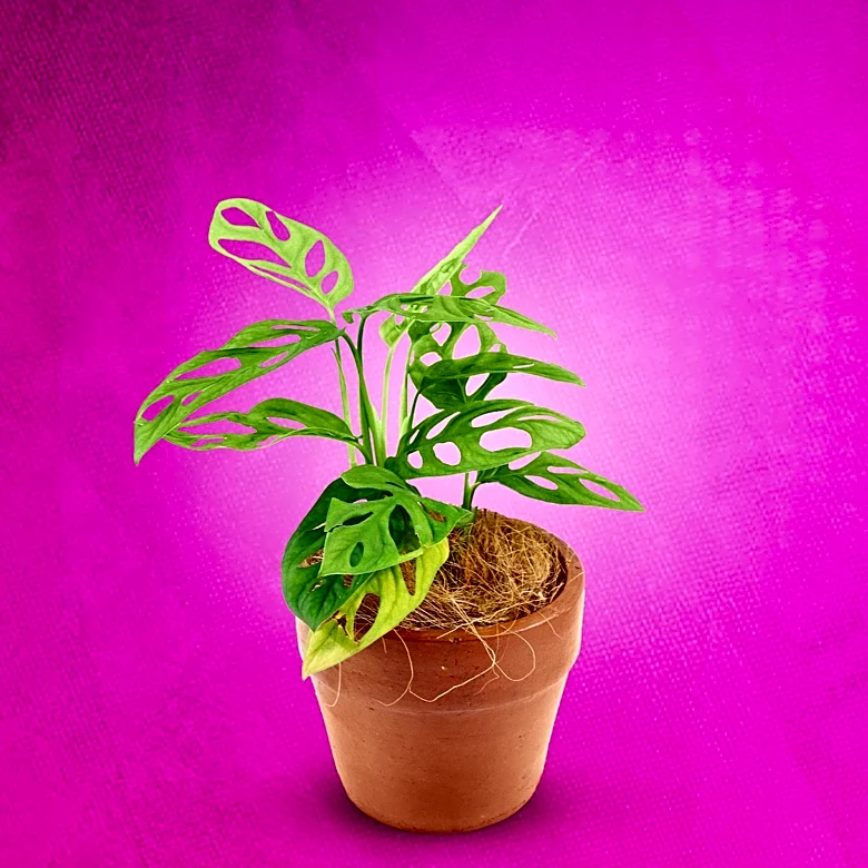 Royal Horticultural Society Partners with Yodel Mobile to Expand RHS Grow App