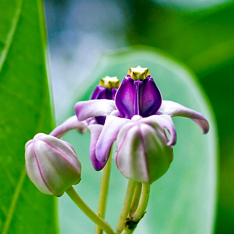Interlochen Public Radio's 'Grow Tell' Segment Returns with Focus on Milkweed