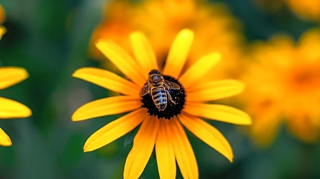 Gardeners Encouraged to Plant Pollinator Gardens for Seasonal Blooms