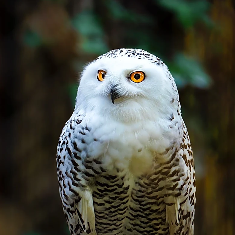 Rescued Owl Returns to Wild After Successful Feather Transplant
