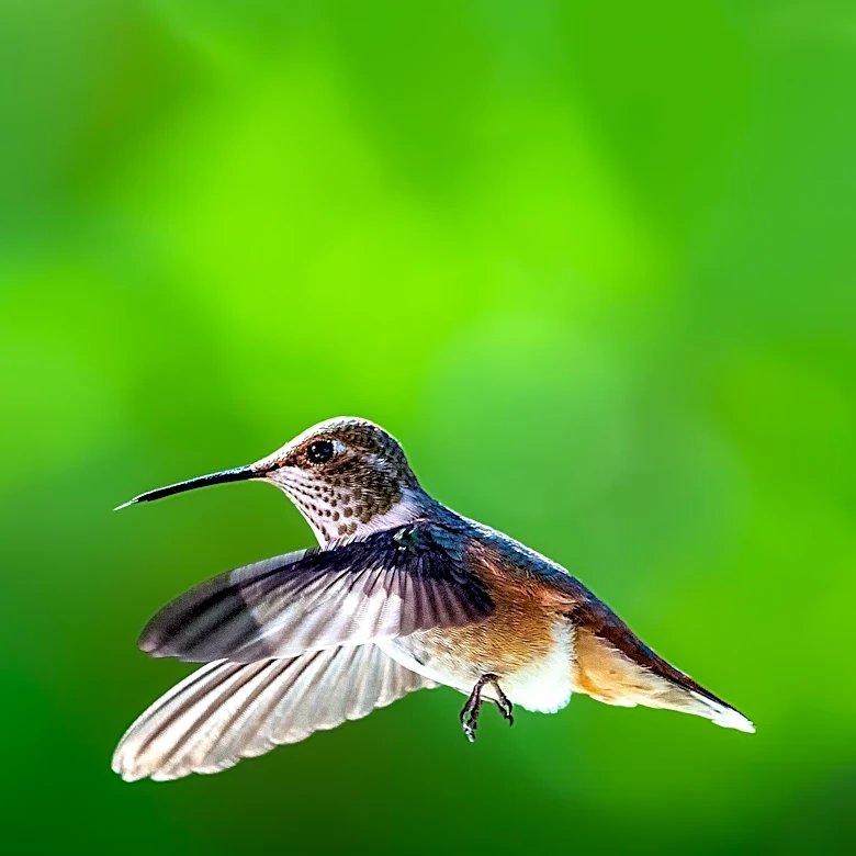 Cornell Lab of Ornithology's Merlin App Enhances Bird-Watching and Citizen Science Engagement