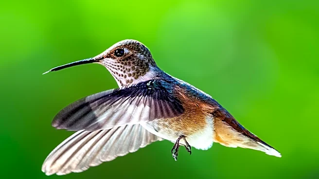 Cornell Lab of Ornithology's Merlin App Enhances Bird-Watching and Citizen Science Engagement