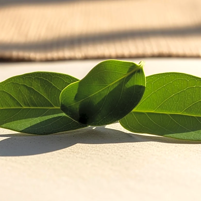 Shein Acquires Eco-Friendly Retailer Everlane, Promising Sustainability Commitment