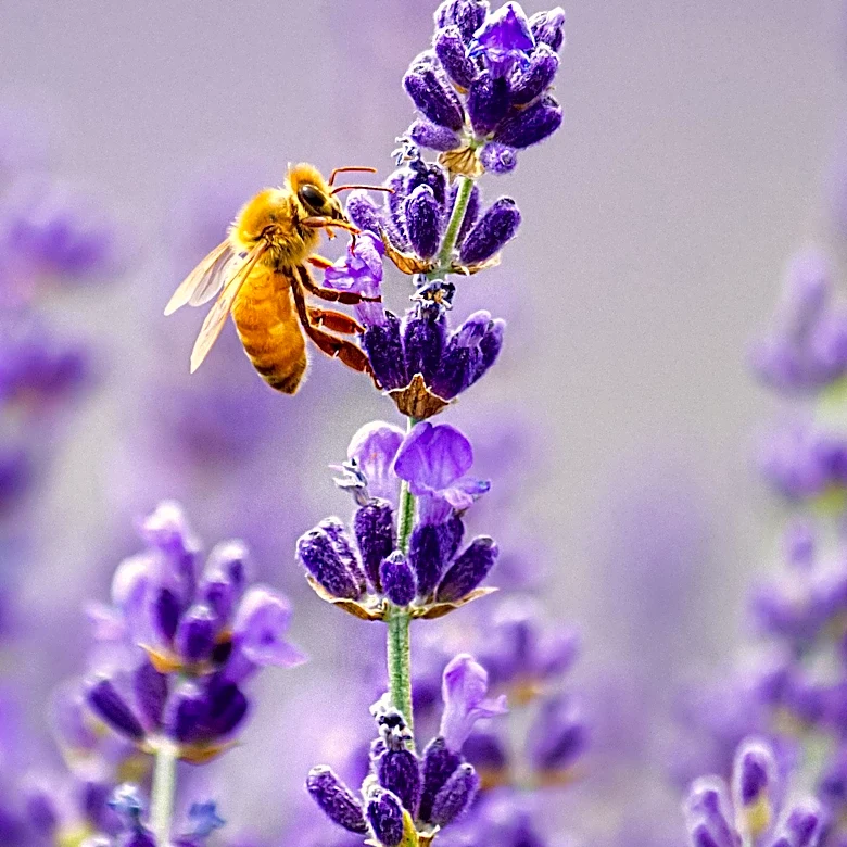 Pollinator Gardens Gain Popularity for Sustainable Home Gardening