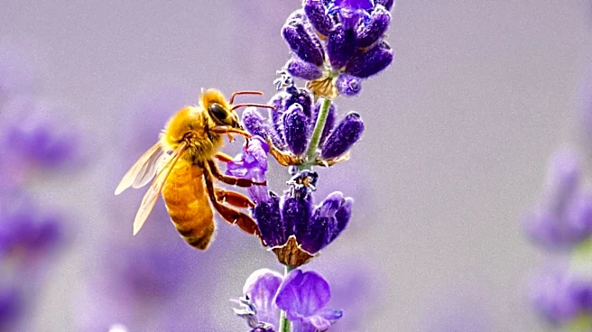 Pollinator Gardens Gain Popularity for Sustainable Home Gardening