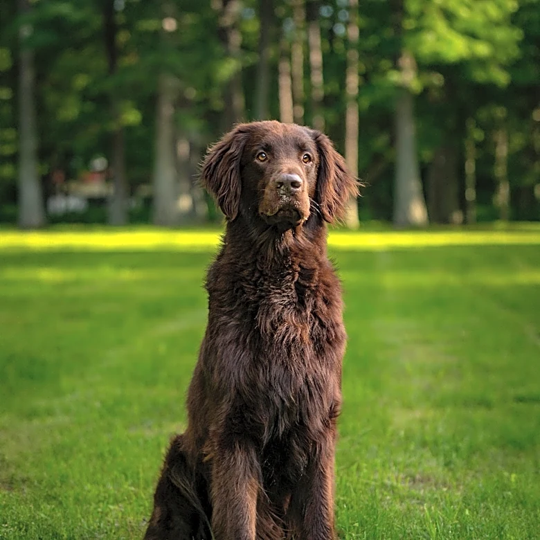 New Castle Kennel Club Hosts Extensive Dog Show with Gordon Setter Winning Best in Show