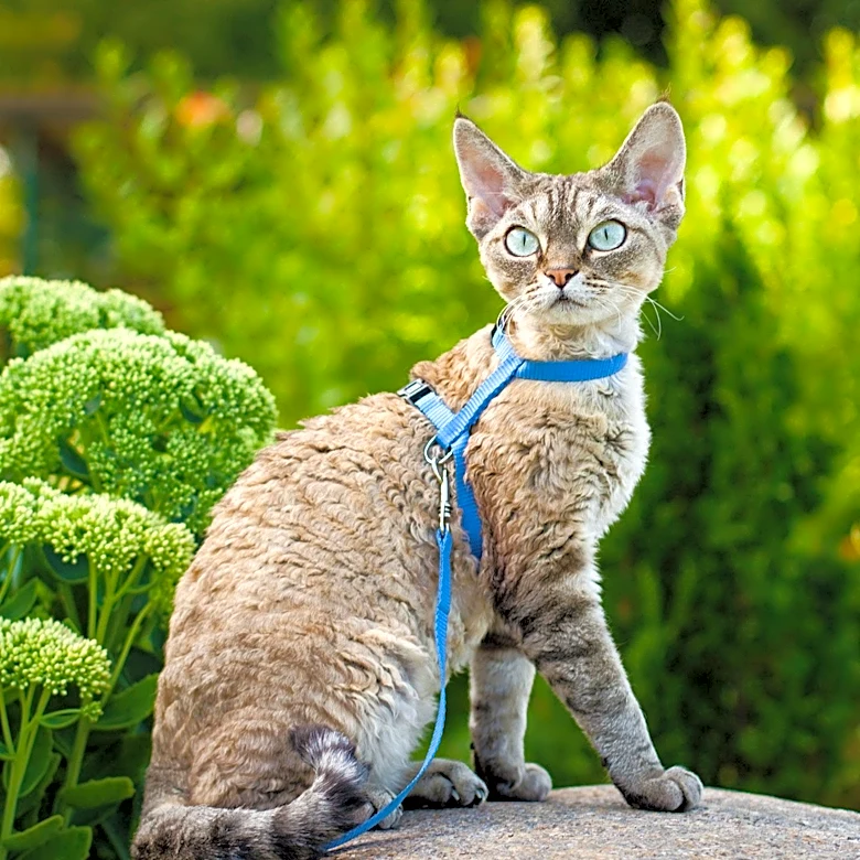 Pet Owners Embrace Leash Walking for Cats, Enhancing Outdoor Experiences