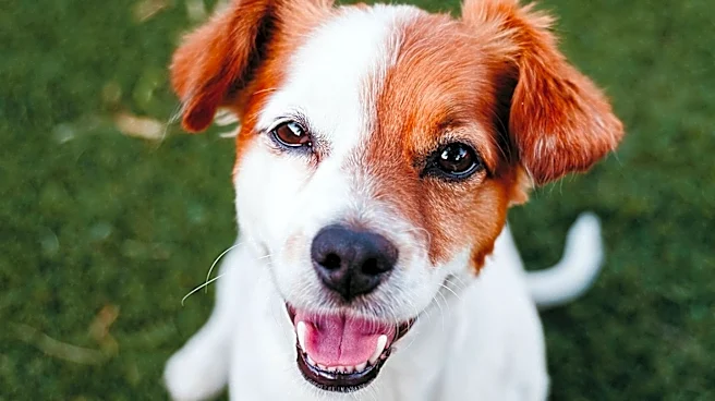 Placer SPCA Hosts 'Woof, Wine Dine' Event to Support Animal Welfare