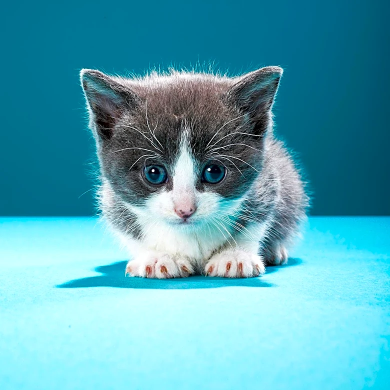 WBZ Meteorologist Jacob Wycoff Adopts Kitten Rescued During Blizzard