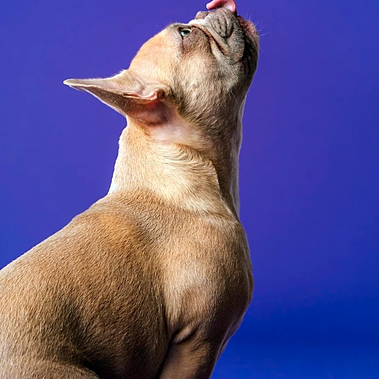 South Carolina Woman Rescues Abandoned French Bulldog with Medical Issues