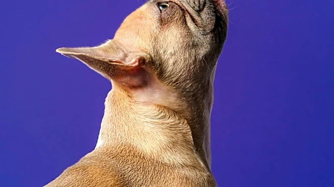 South Carolina Woman Rescues Abandoned French Bulldog with Medical Issues