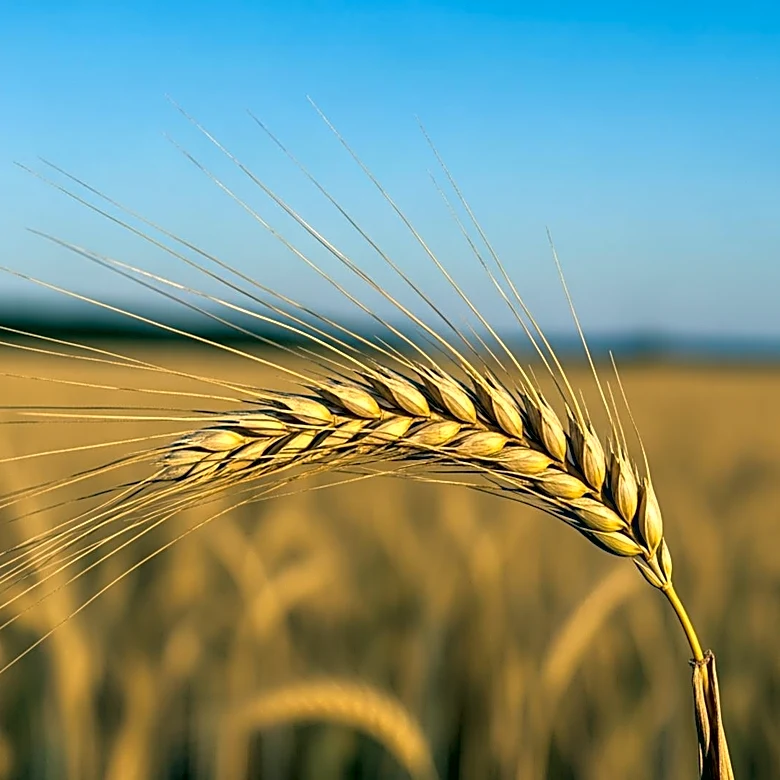 Anheuser-Busch Awards $80,000 Grant to Grand Farm to Boost Agricultural Innovation