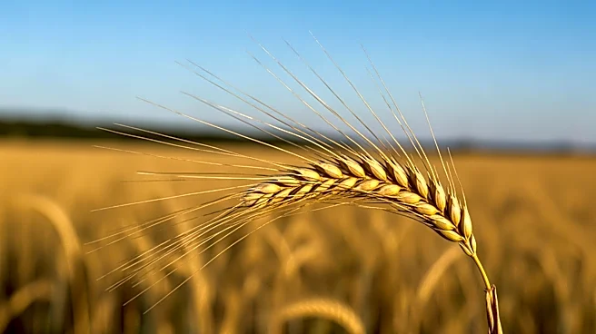 Anheuser-Busch Awards $80,000 Grant to Grand Farm to Boost Agricultural Innovation