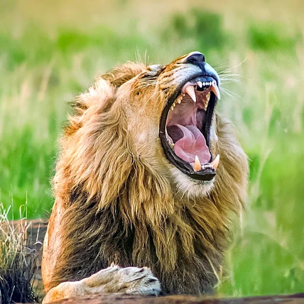 Gloria Brubaker to Release Self-Improvement Book 'Let Them Hear You Roar!'