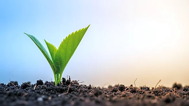 PLANTA Shifts Focus to U.S. Market After Bankruptcy and Canadian Closures